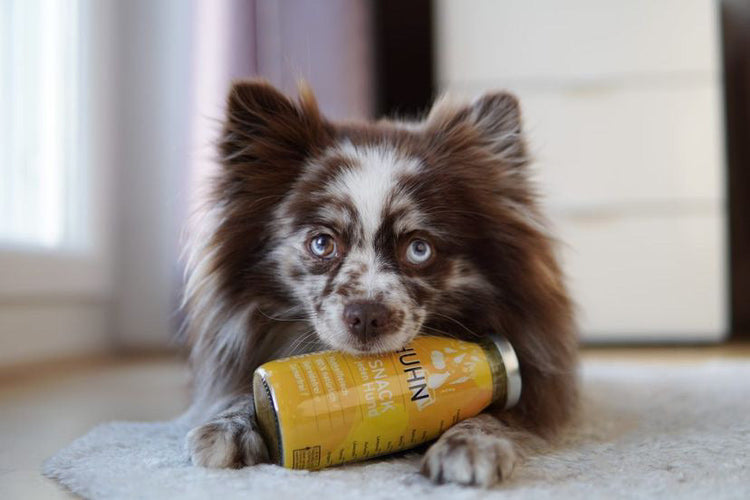 SmoothieDog